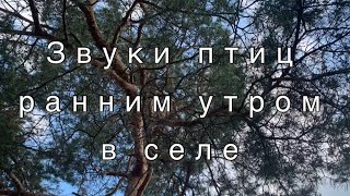 Звуки природы ранним утром в селе. Пение птиц для расслабления нервной системы