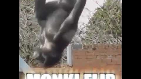 Monkey Flip Meme (MONKI FLIP)