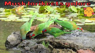 Lots of musk lorikeets at a water fountain