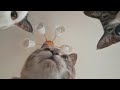 【ASMR】超近距離でおやつを食べるねこたち🐱【音フェチ】