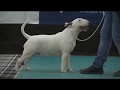 The Bull Terrier Club - Trophy Show  2016