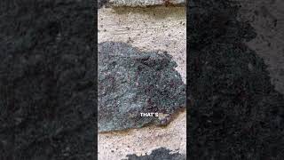 Celebrity Eclogite - my new favourite rock 😅. #geology #geologist #scottish Wealth