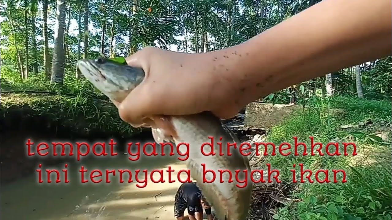 memancing ikan di sungai kecil bersama kawan-kawan | joe ramble - YouTube