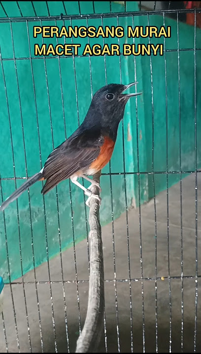 Murai betina gacor terapi murai macet bunyi#muraibetina#Shorts