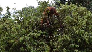 How orangutans make a nest to sleep in