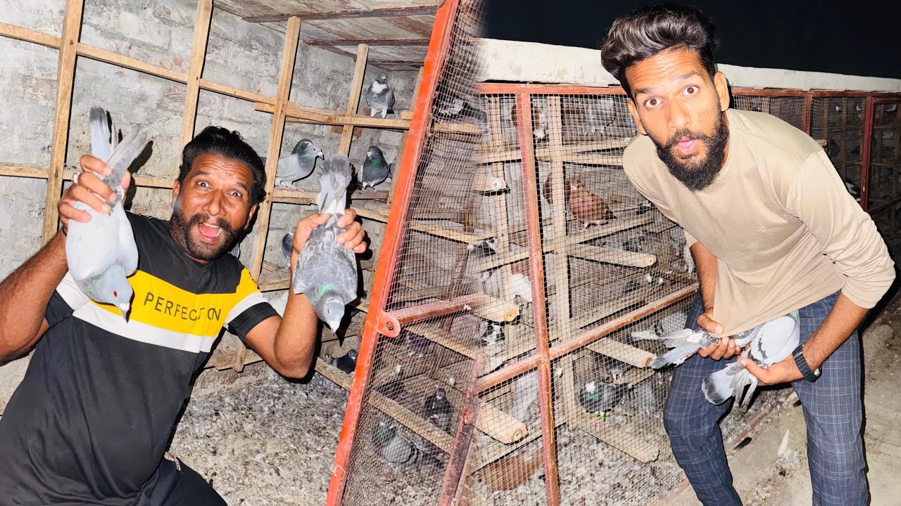 Aaj Raat Kay time Kisi Kay ghr se racer kabutaro ko chori kar liya😳😮