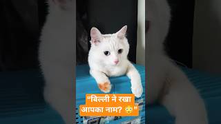 Your Cat Gave You a Name 😍❤️ | बिल्ली आपको नाम से बुलाती है?!#cat#catvideos #pets #shortsfeed #viral