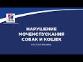 Вебинар на тему: &quot;Нарушение мочеиспускания собак и кошек&quot;. Лектор - Наталья Ванина.