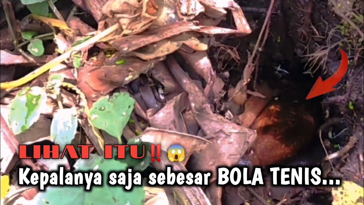 REKOR DI SINI‼️BELUT BERBOBOT 1 KG