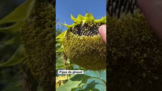 Cómo son las pipas de girasol? | en20metros #shorts