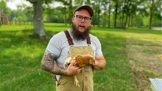 Moving Our Chickens | Seedlings Are Growing Well In Their New Home (#63)