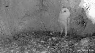 This Barn Owl Baby Just Heard Thunder for the First Time | Discover Wildlife | Robert E Fuller