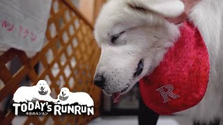 アランにご飯を邪魔されてちょっとスネたルンルンです　Great Pyrenees　グレートピレニーズ