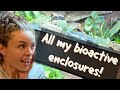 All my bioactive enclosures! 🌱