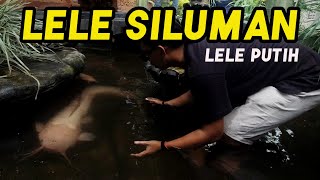 MENGERIKAN !!! WUJUD LELE PUTIH RAKSASA ( LELE ALBINO LANGKA ) - Tim UK Ucup Klaten