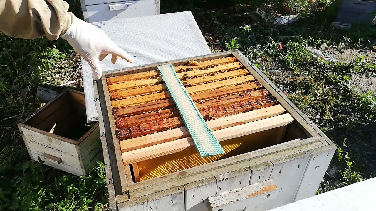 Jak zwalczam warrozę kwasem mrówkowym?