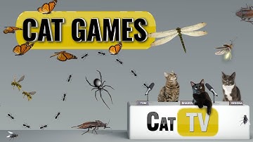 Cat Games | Ultimate Cat TV Bugs and Butterflies Compilation | Videos for Cats to Watch🐱