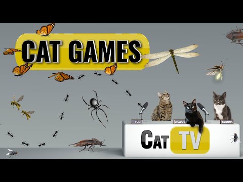 видео: Cat Games | Ultimate Cat TV Bugs and Butterflies Compilation | Videos for Cats to Watch🐱