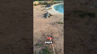 ¡Terror de cocodrilos en la piscina! ¡Papá quedó atrapado en un gran problema! 😨🐊#shorts