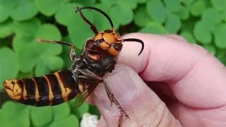 гигантские шершни уничтожение (How to destroy the hornets)