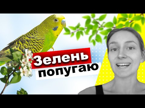 Какие комнатные растения можно давать попугаям 🦜 ОТРАВА ДЛЯ ВОЛНИСТЫХ ПОПУГАЙЧИКОВ
