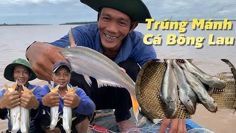 Trúng mẻ cá Bông Lau sau mấy năm vắng bóng nấu canh chua bần đúng ngon luôn | Cù Lao Dung Vlogs