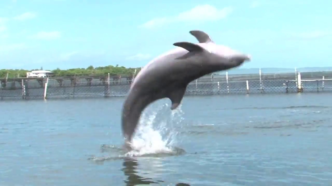 Dolphin Research Center - Teen Marine Mammal Care & Basic Training