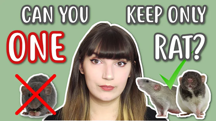 🐭 CAN YOU KEEP ONLY 1 RAT? 🐭| Watch this before / if you have a rat - DayDayNews