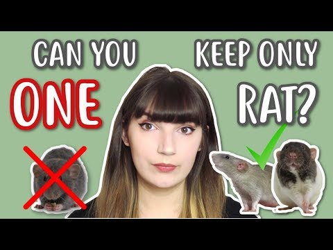🐭 CAN YOU KEEP ONLY 1 RAT? 🐭| Watch this before / if you have a rat