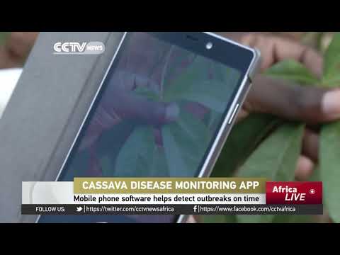 Cassava disease monitoring App