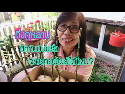 วีดีโอ: พุ่มกุหลาบในมันฝรั่ง - การขยายพันธุ์กุหลาบด้วยการปักชำติดอยู่ในมันฝรั่ง