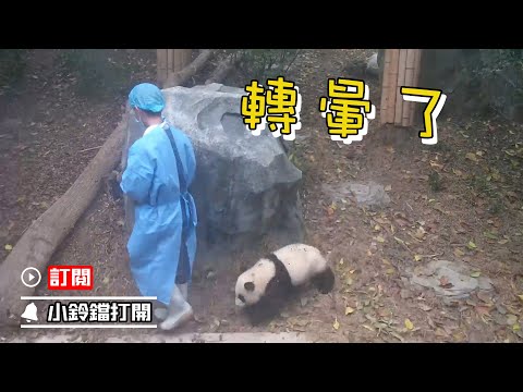 《熊貓早晚安》小短腿熊貓寶寶拼命追逐奶爸 | iPanda熊貓頻道