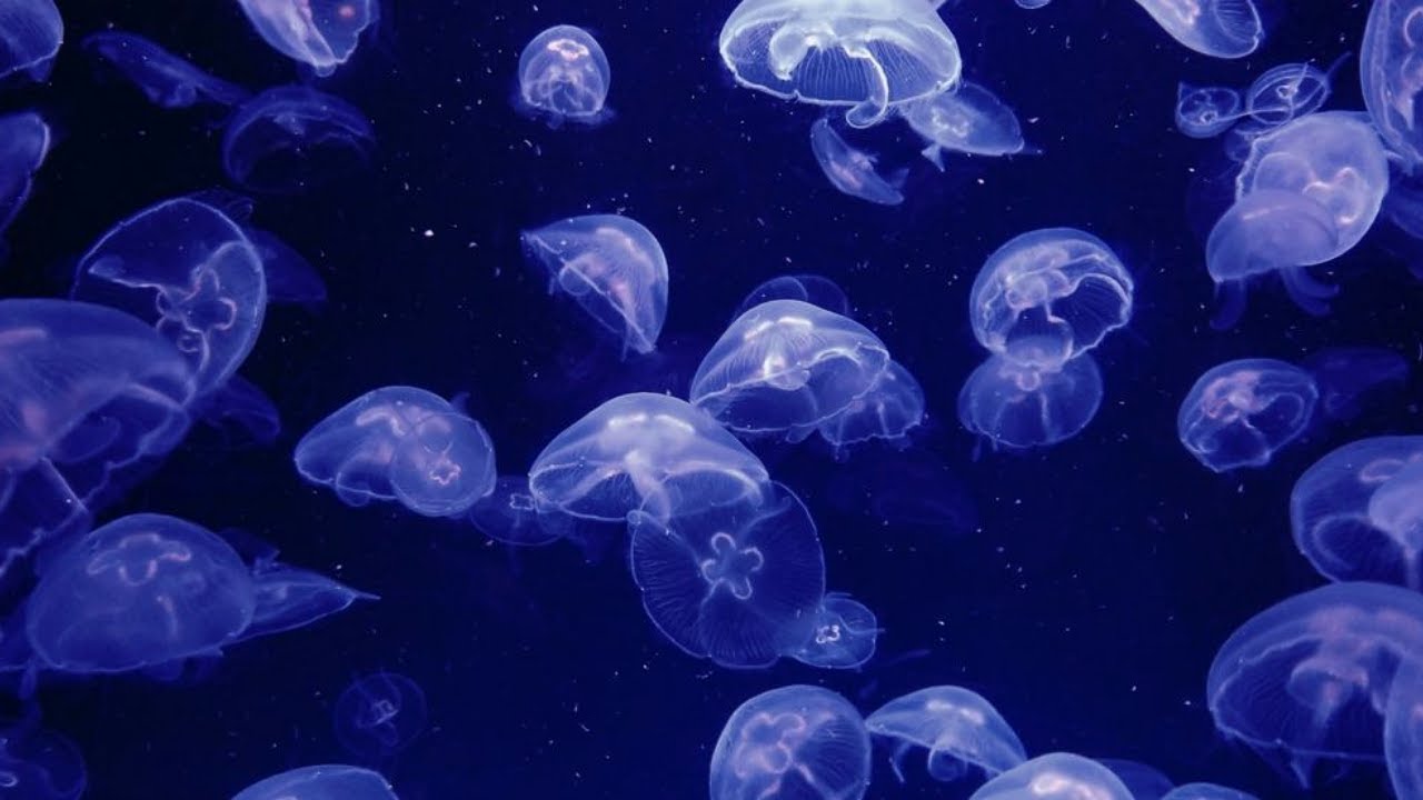 해파리는 심장이 없다