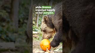 Golden Autumn Days in Arbesbach 🐻💛 | FOUR PAWS | [SUBS]