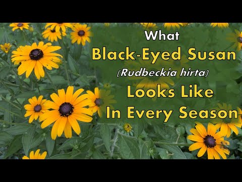 What Black-Eyed Susans Look Like In Each Season