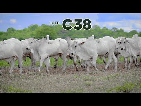 LOTE C38
