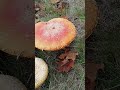 Amanita Mushrooms (Fly Agaric)