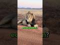 What do Lions Do For The Ecosystem? 😳