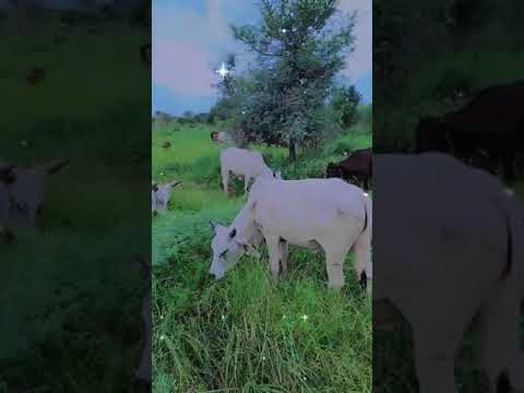 Https Www Instagram Com Reel CS8lzfQjyFU Utm Medium Copy Link 