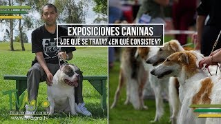 Exposiciones Caninas: ¿De qué se Trata? ¿En que Consisten?  TvAgro por Juan Gonzalo Angel
