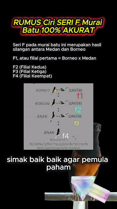 rumus yang akurat untuk Jenis Murai batu Seri F #kicaumania #burung #kicaumanianusantara #Muraibatu