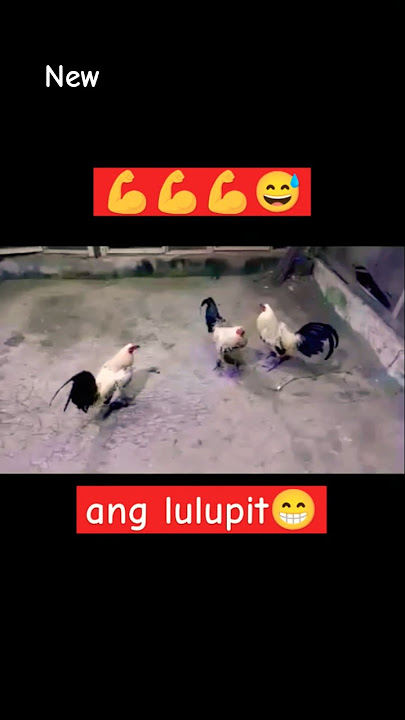 anglalakas gumire 😅 #chicken #rooster #ayam