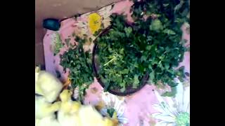 КАК КОРМИТЬ НЕДЕЛЬНЫХ ГУСЯТ 🐣🦆🐣 ТРАВОЙ В ГОРОДСКИХ УСЛОВИЯХ ✅ КАК КОРМИТЬ НЕДЕЛЬНЫХ ГУСЯТ 🐣🦆🐣 ТРАВОЙ В ГОРОДСКИХ УСЛОВИЯХ ✅