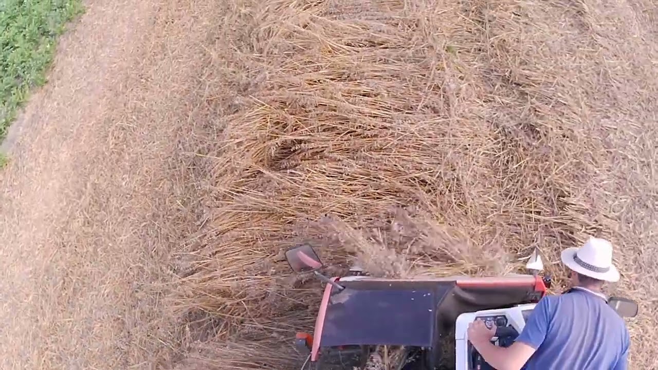 Japonský kombajn Kubota WR460 mlácení ovse nahého 2025-3.