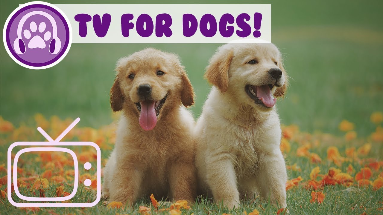 How to Relax My Dog TV! Entertainment for Dogs and Puppies! YouTube