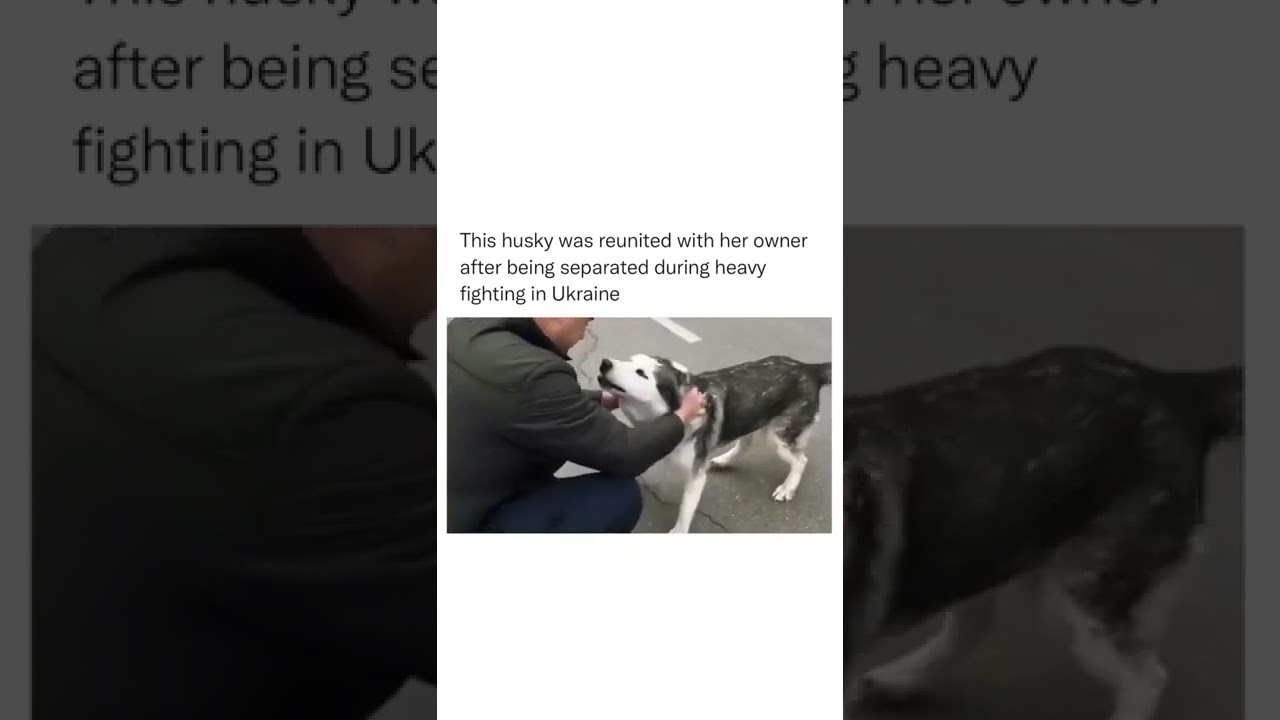 Husky reunited after fighting in Ukraine