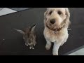 Dog and Bunny