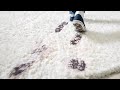 Stain removal carpet cleaning- Clean My Carpet 415-370-3174