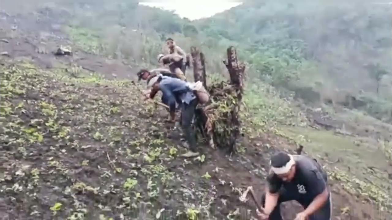 traditional-sowing-seeds-rice-in-jhum-field-nzau-namsan-village