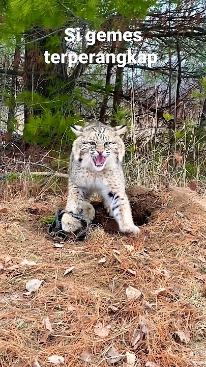 Anak Harimau Lucu | Tiger
